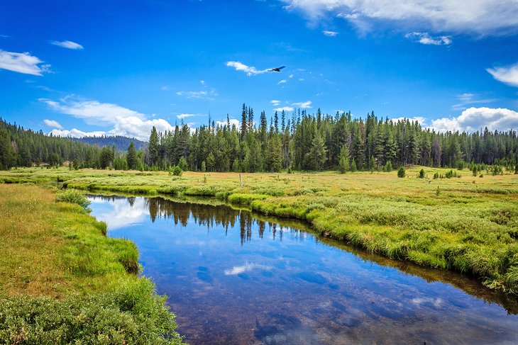 Boise National Forest near Idaho City