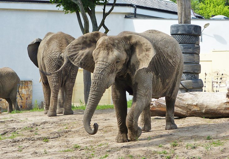 Elephants at the Higashiyama Zoo