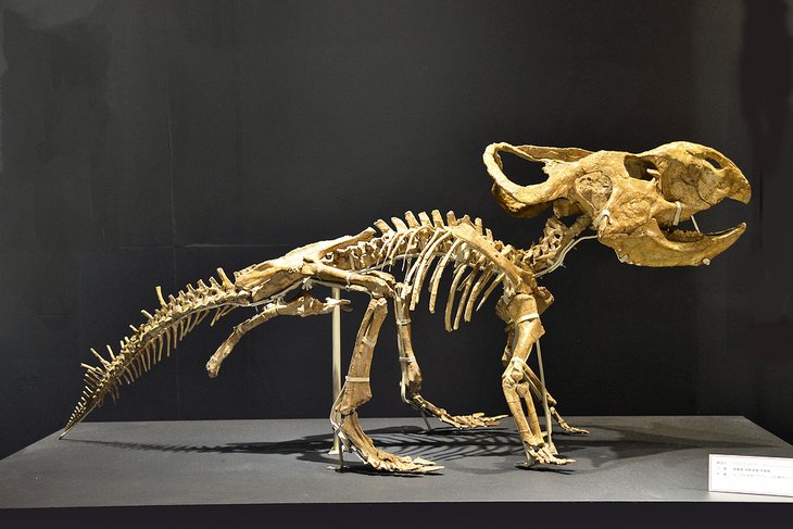 Squelette de dinosaure au Musée national de la nature et des sciences