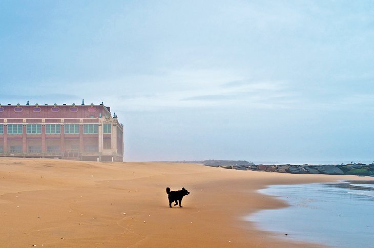 Dog on the beach in Asbury Park