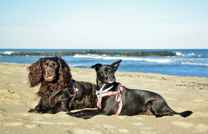 Dogs enjoying the beach