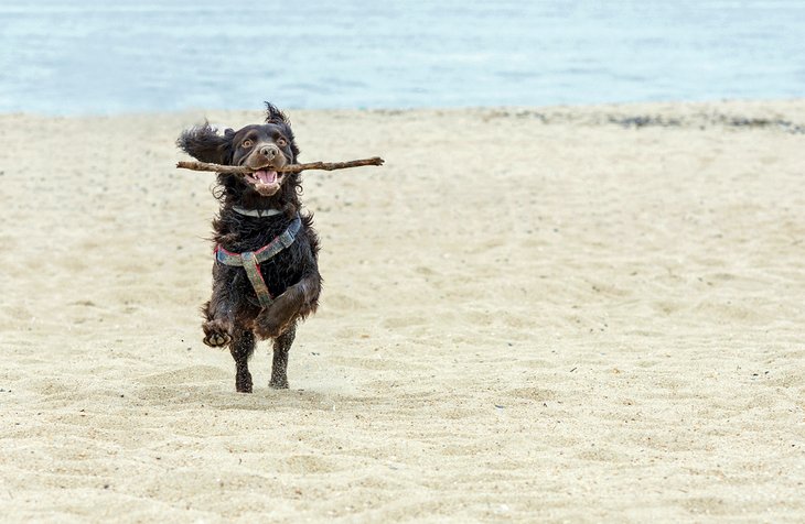 A happy dog playing with his stick on a New Jersey beach