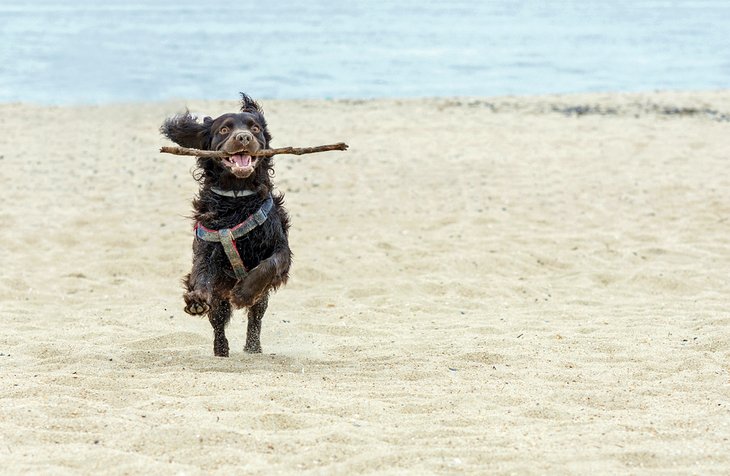 are beaches safe for dogs