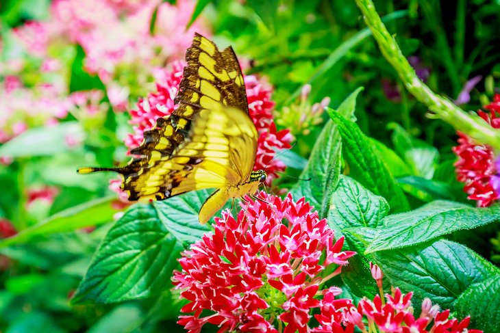 Le Butterfly Conservatory au Musée américain d'histoire naturelle
