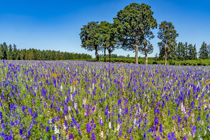 Candle larkspur blooming near Silverton