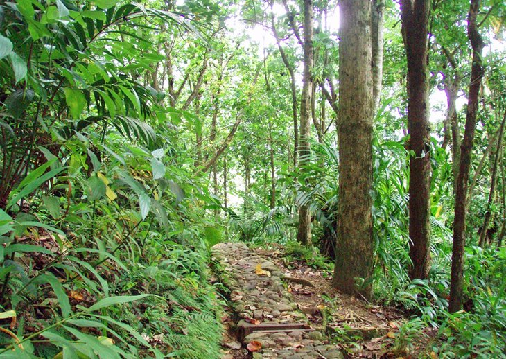 Enbas Saut Waterfall Trail