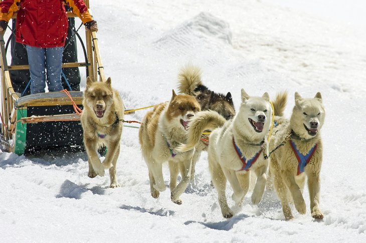 Dogsledding in the Swiss Alps