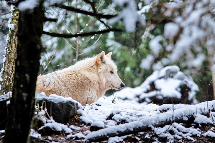 Wolf at the Woodland Park Zoo in the winter