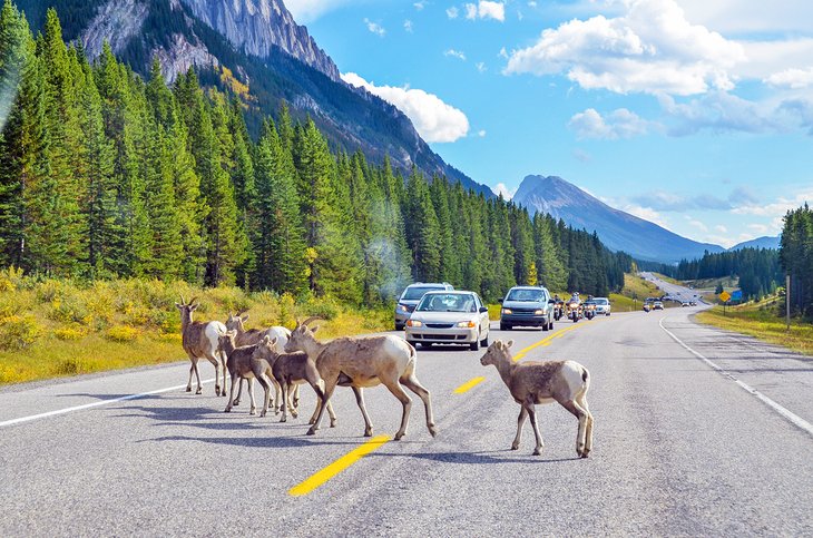 Big Horn Sheep in Kananaskis Country