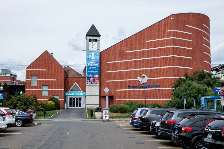 Phoques à l'Aquarium Maritime