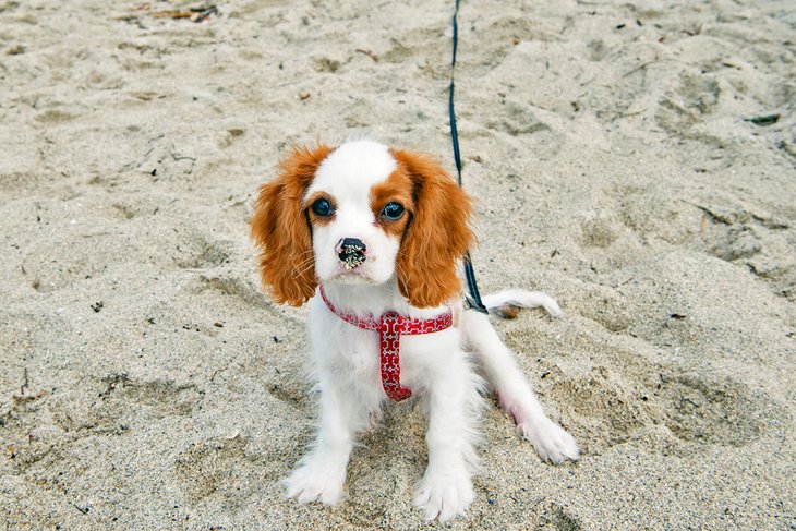 13 playas para perros en Florida