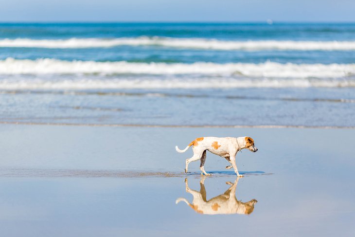 13 playas para perros en Florida