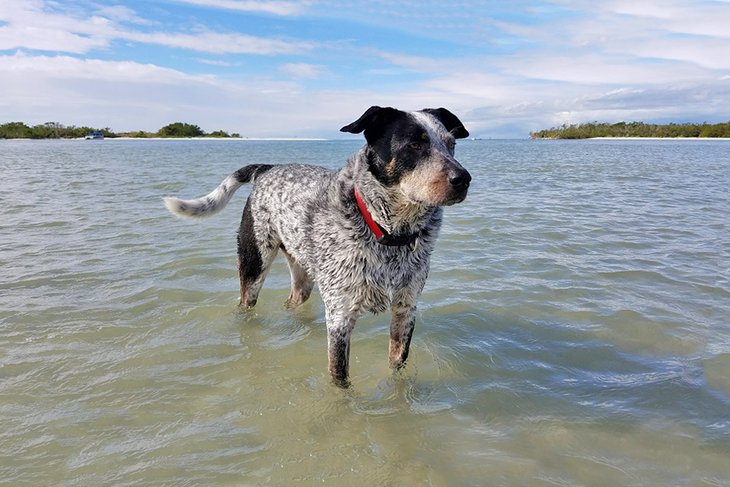 13 playas para perros en Florida