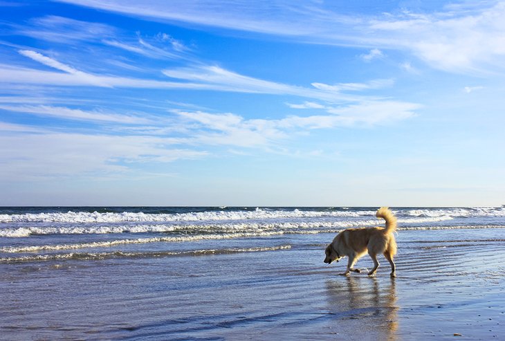 13 playas para perros en Florida