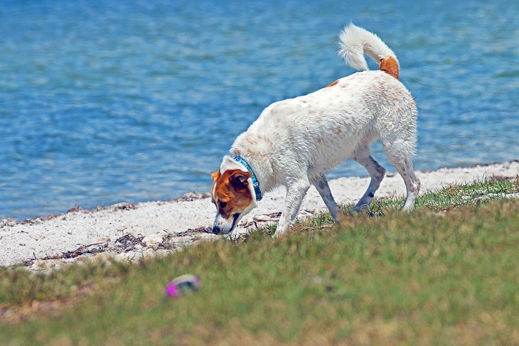 13 playas para perros en Florida