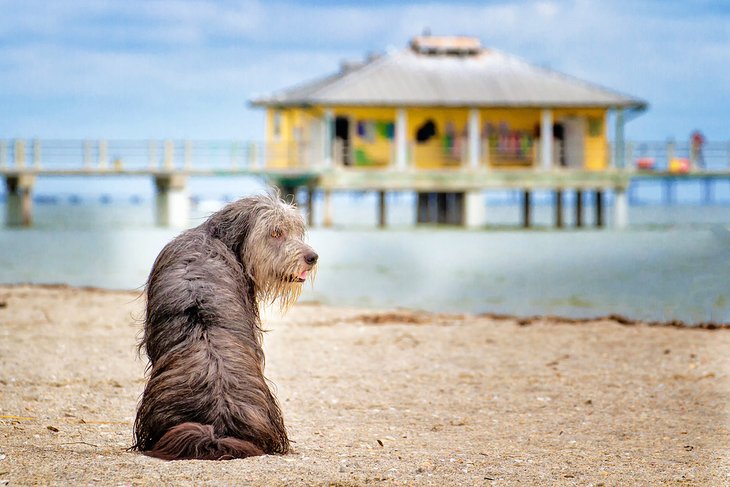 13 playas para perros en Florida