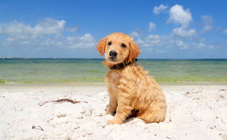 Puppy on the beach