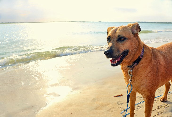 13 playas para perros en Florida