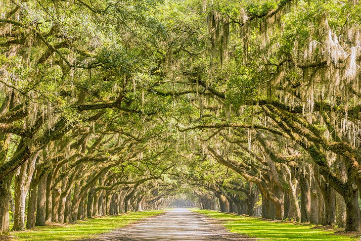 16 atracciones turísticas mejor valoradas en Savannah