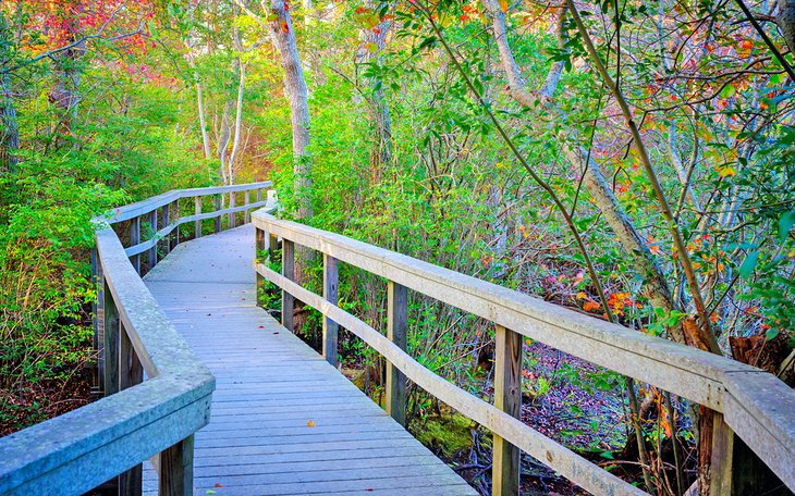 Walkway through the Beech Forest