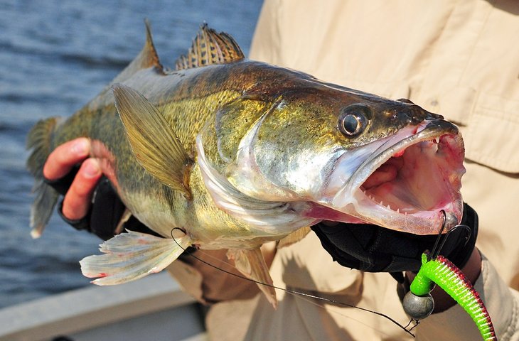 Lure-caught walleye