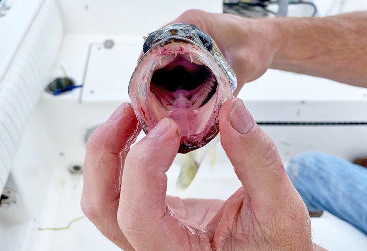 Walleye teeth