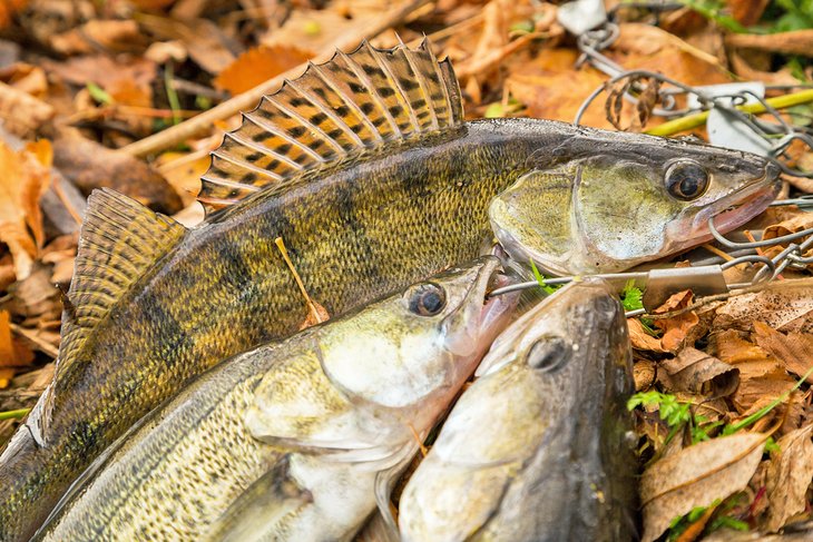 Walleye catch ready to be cooked