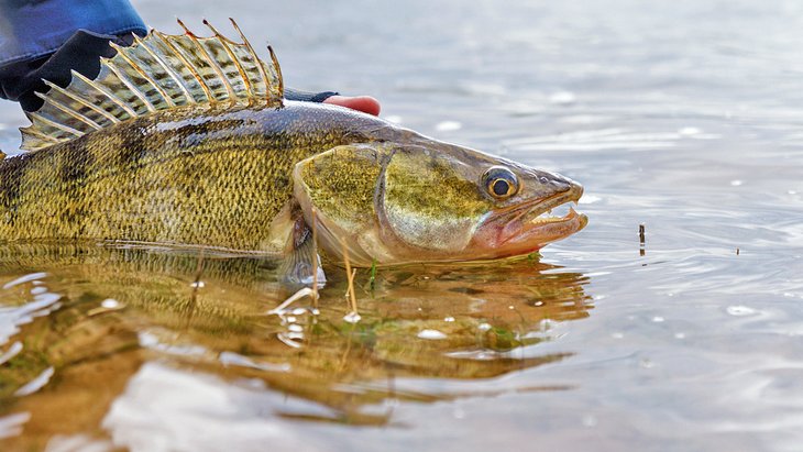 Releasing a nice walleye