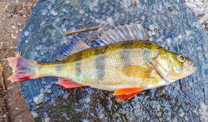 Freshly caught yellow perch