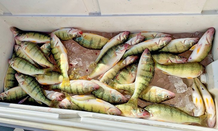 Cooler full of freshly caught perch