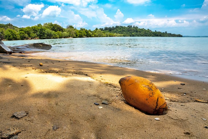 Noix de coco sur la plage de l'île de Pulau Ubin