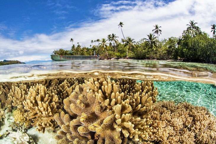 Coral reef in the Solomon Islands