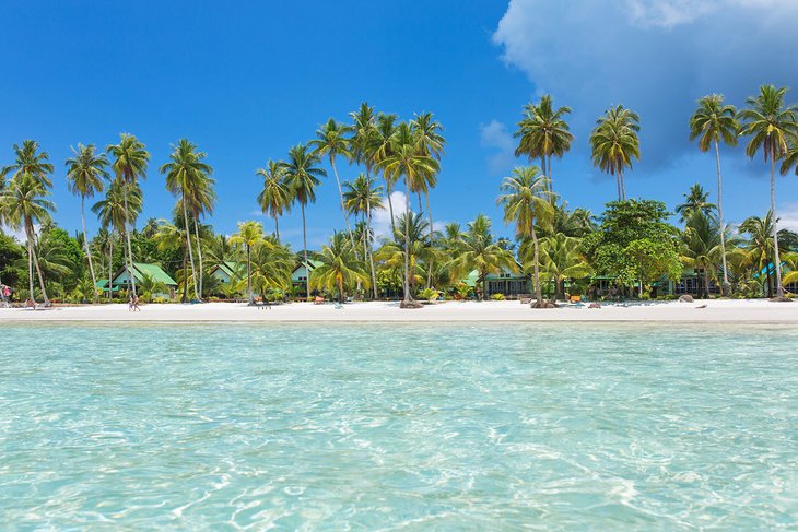 Palm-lined beach on Koh Kood