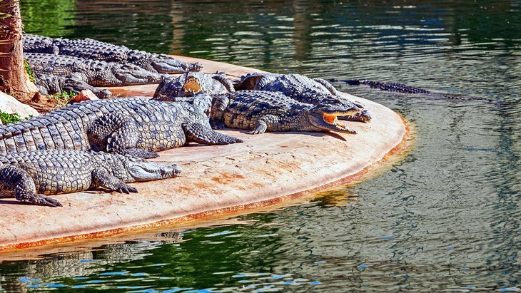 Nile crocodiles in Djerba Explore Park