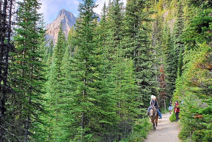 Horses on the trail to Lake Agnes