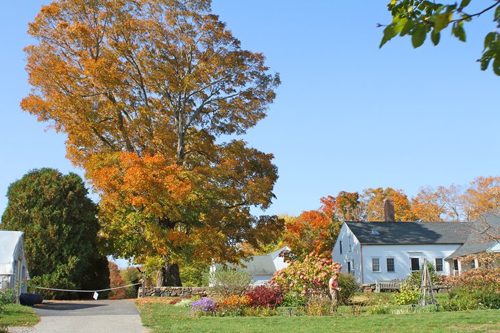 White Flower Farm