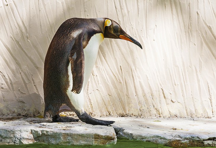 King penguin at Birdland, Bourton-on-the-Water