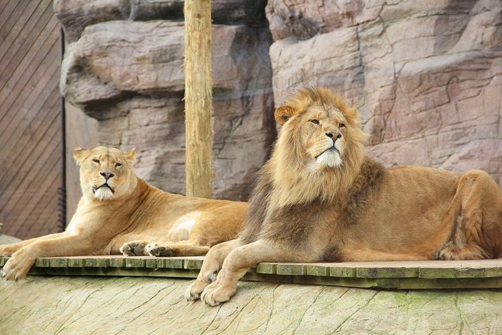 Lions at the Colchester Zoo