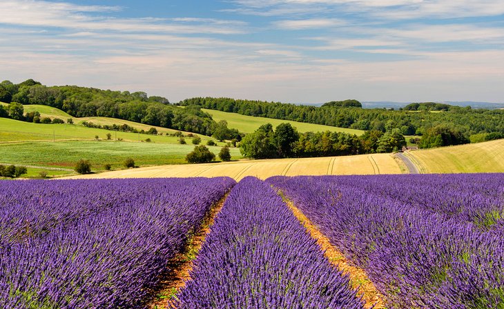 Lavender fields in Snowshill