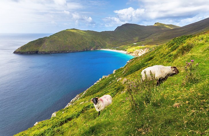 Sheep grazing on Achill Island