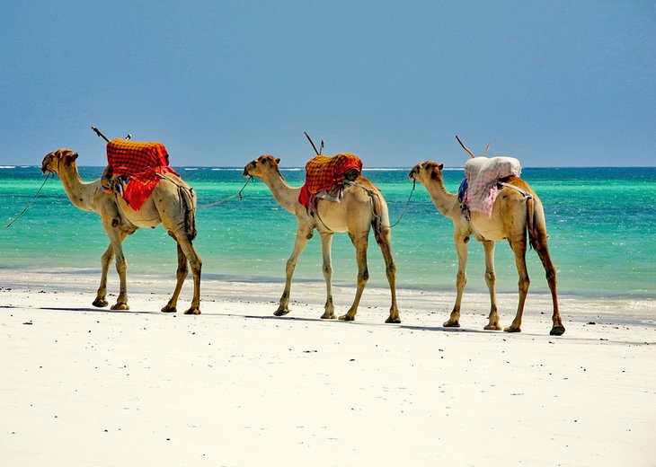 Camels on the Beach in Mombasa
