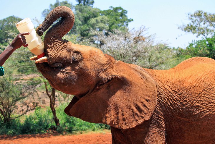 15 atracciones turísticas mejor calificadas en Kenia