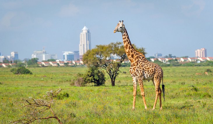 Girafe dans le parc national de Nairobi