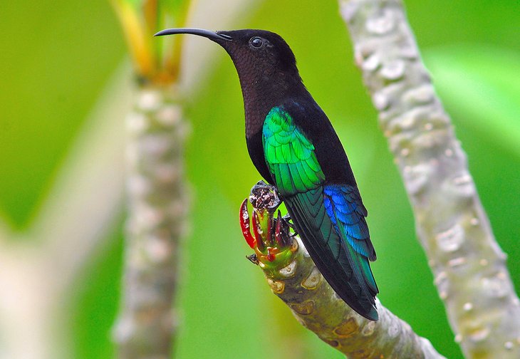 Purple-throated Carib on Montserrat