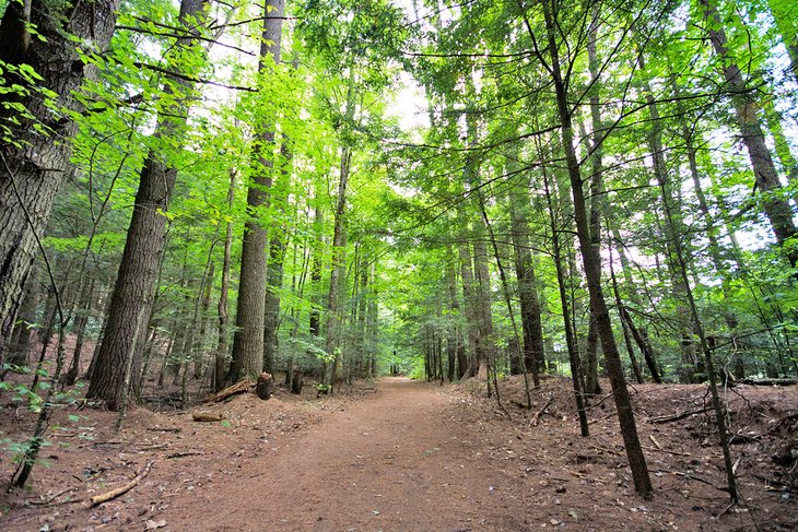 Trail in Lake George