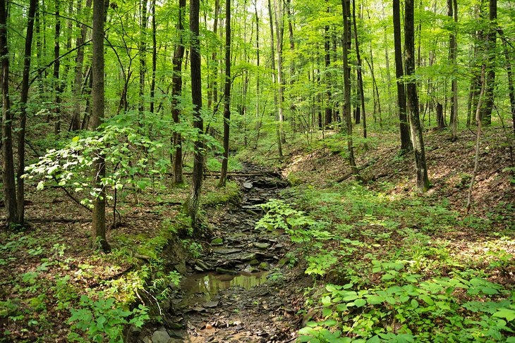 Hiking in the Finger Lakes National Forest