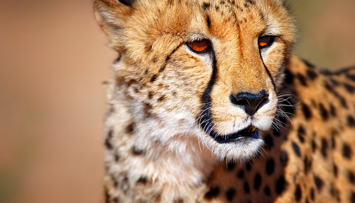 Close up of a cheetah