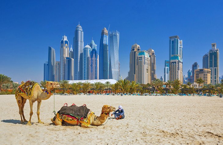 Camels on Jumeirah beach, Dubai