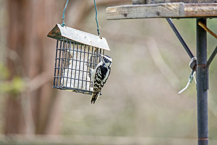 Bird feeder at the Guelph Arboretum