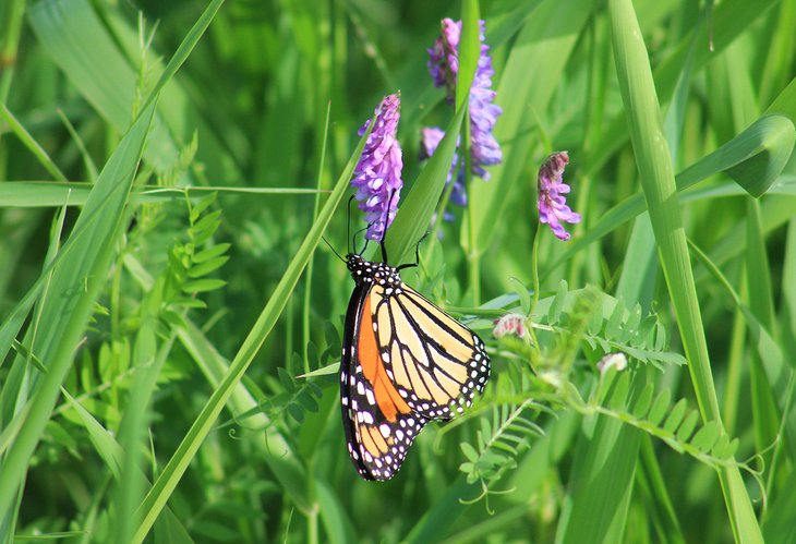 Butterfly on Mission Island